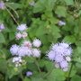 IMG_9052.JPG