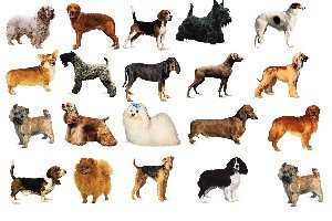 dogs1