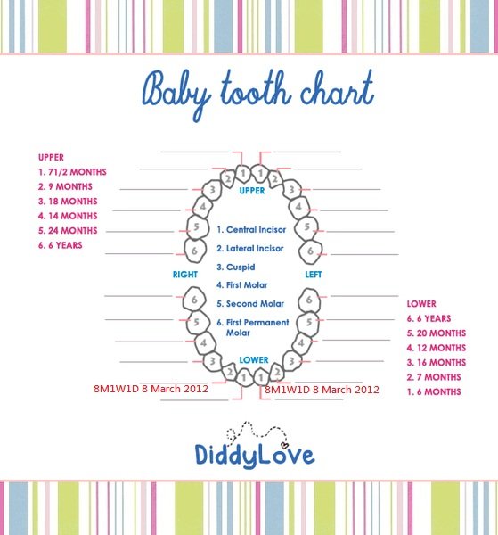 baby tooth record 8 March 2012