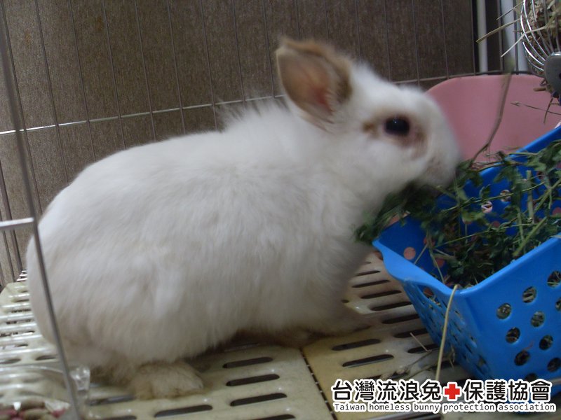 魯夫1
