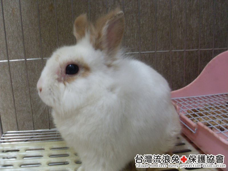 魯夫2