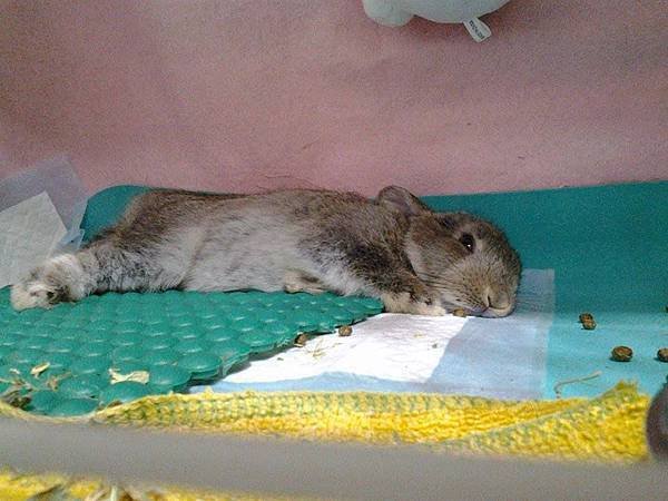 三小吃完一碗苜蓿草半碗飼料。半盆水。又趴下補眠了。。最昨天上工玩太累了。。今天沒飛來飛去。。.jpg
