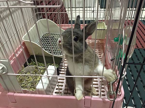 小灰熊1.JPG