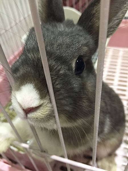 小灰熊2.JPG