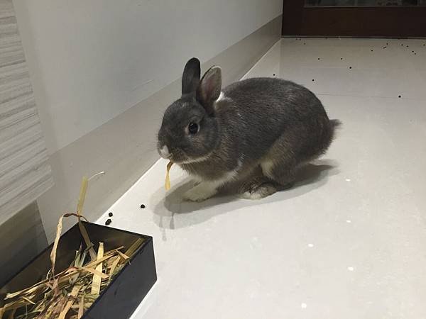 小灰熊3.JPG