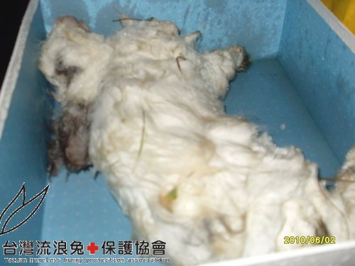 華江橋下羊圈棄兔之一-羽化天使.jpg