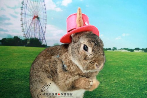 19肉粽.jpg