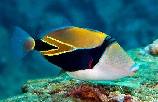 Reef-Triggerfish-Rhinecanthus-rectangulus