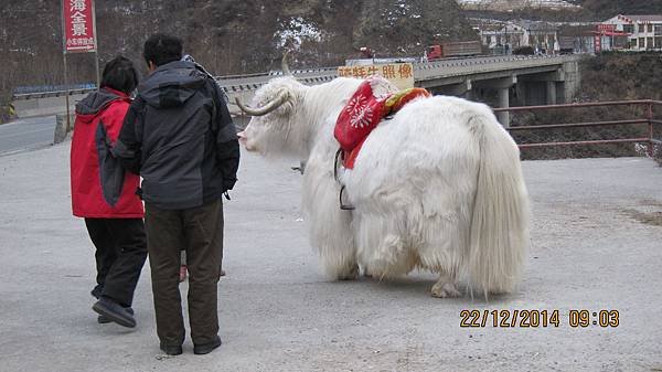 冰雪九寨溝 077