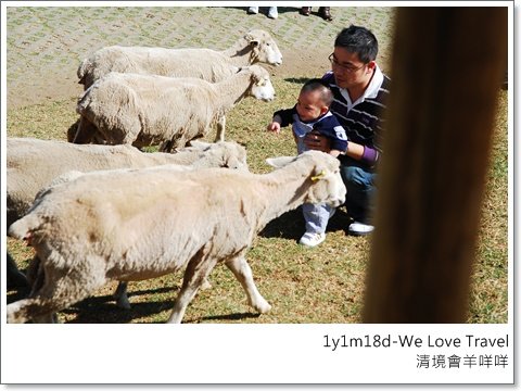 被龐大的羊咩咩穿過身也不怕= =