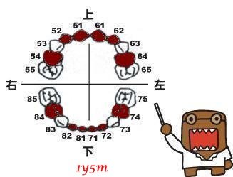 1y5m-小白84、74