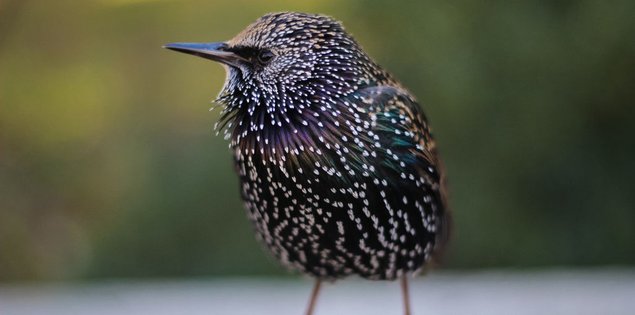 small-colorful-bird-close-up-photo-wallpaper