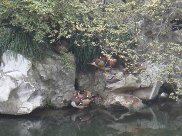 DSC04610.jpg