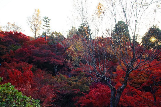 東福寺