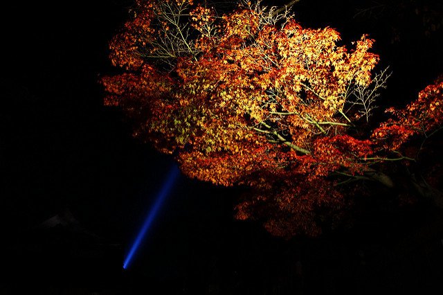 清水寺夜間參拜