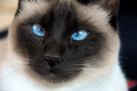 siamese-cat-face-shot.jpg