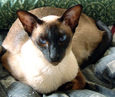 siamese_cat_pic.jpg