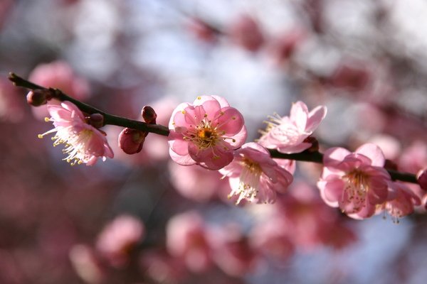 eos 300D + SIGMA 18-200mm 拍的淺景深櫻花