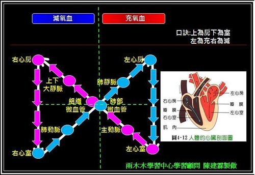 體循環與肺循環