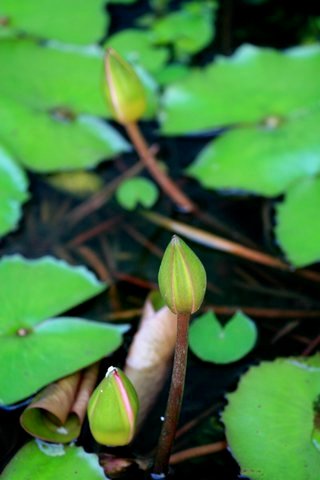 南台灣的山中傳奇～開啟心靈喜悅的大門