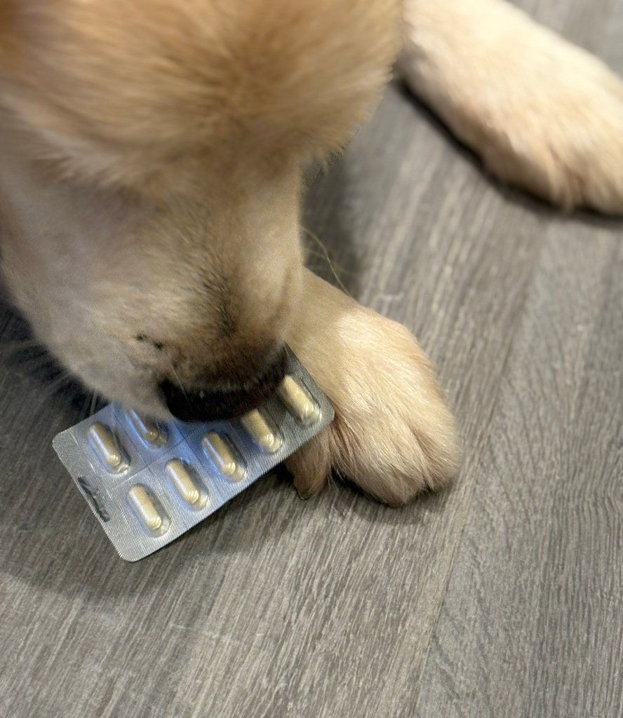 應該吃飼料還是鮮食?都要寵物界頂規- 嬌寵醫生 極精萃 皮膚