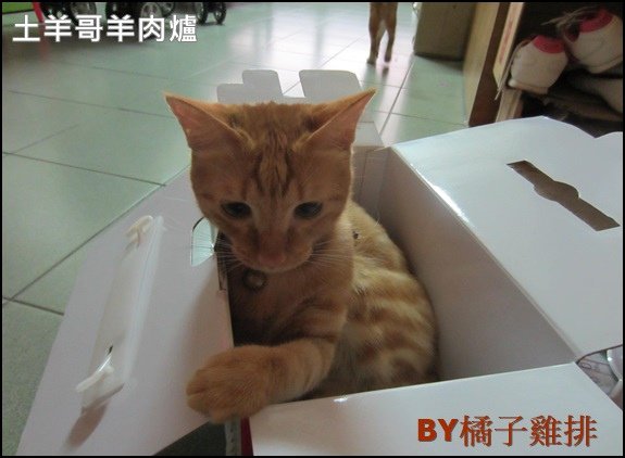 土羊哥羊肉爐