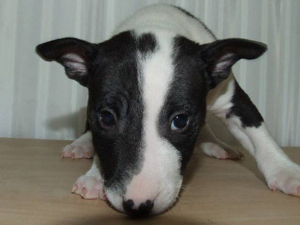 Miniature Bull Terrier 面無表情等身大的一見鍾情(by遠山藍)