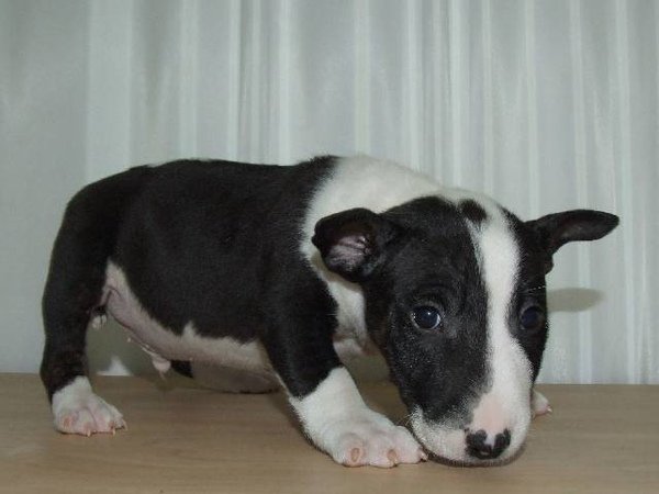 Miniature Bull Terrier 面無表情等身大的一見鍾情2(by遠山藍)