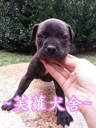 ☆★ 純正 ★☆ 頭大 骨粗 純種 比特 幼犬