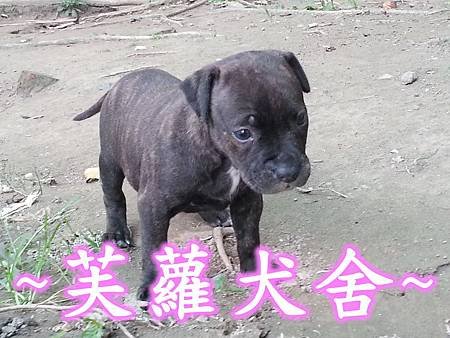 ☆★ 純正 ★☆ 頭大 骨粗 純種 比特 幼犬