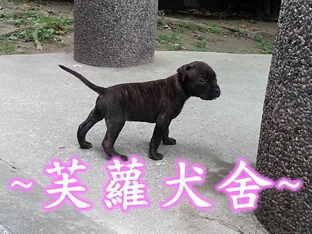 ☆★ 純正 ★☆ 頭大 骨粗 純種 比特 幼犬