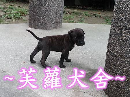 ☆★ 純正 ★☆ 頭大 骨粗 純種 比特 幼犬