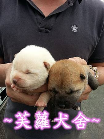 ♥♥日系 肥臉 柴犬♥♥