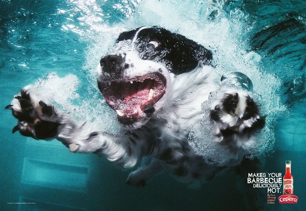 springer-spaniel