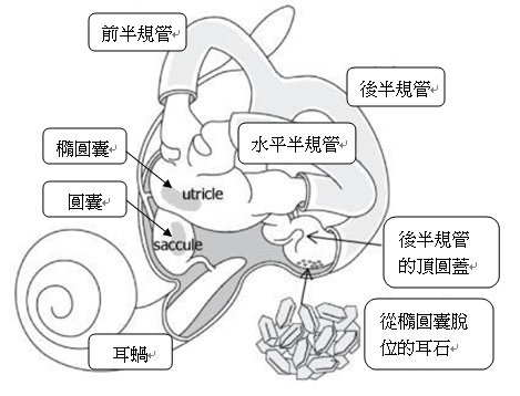 inner ear chinese.jpg