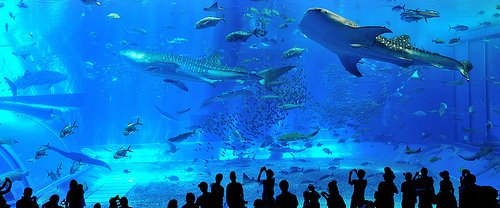 aqurium-okinawa