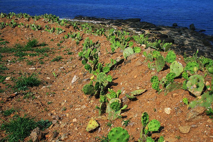 菊島 (105).jpg