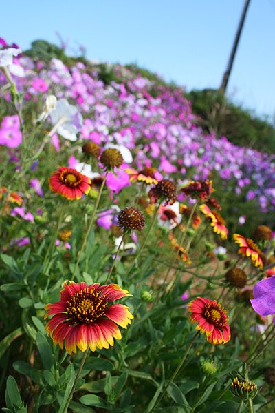 菊島花火 (50).jpg