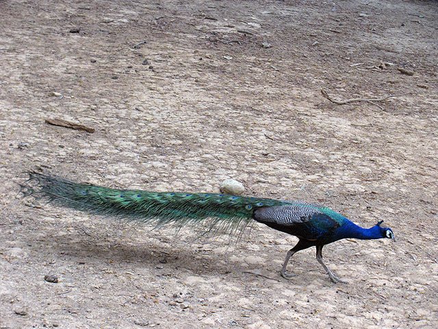 IMG_4293.jpg