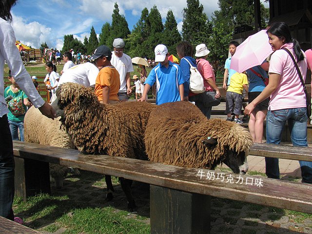 清境農場 (34).jpg