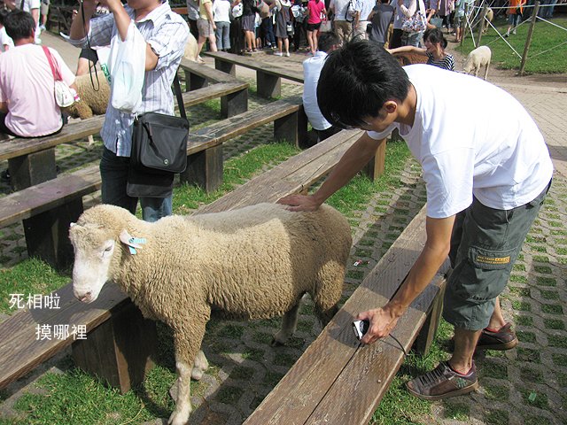 清境農場 (39).jpg