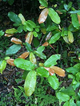 20120531_台北植物園_2