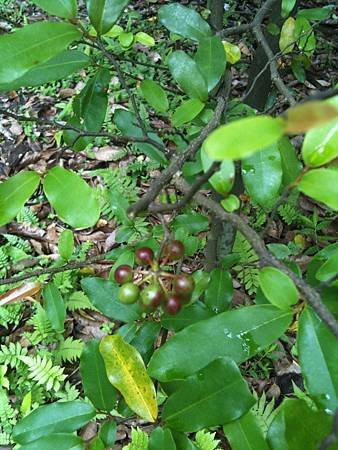 20120531_台北植物園_3