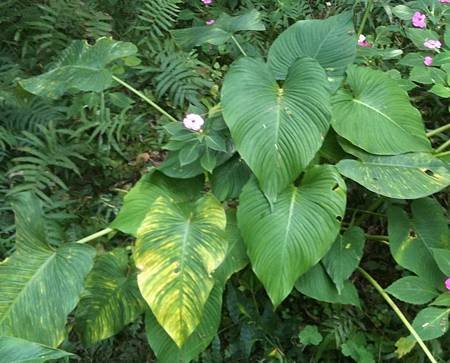 20110217台北植物園