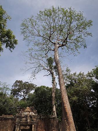 DSCN0321å³å“¥-Ta Prohm