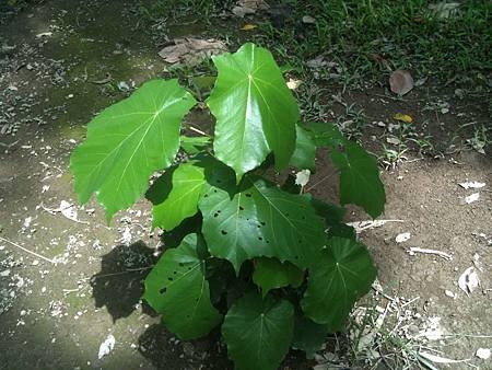 20100902台北植物園_1