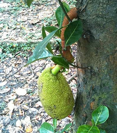 20120531_台北植物園