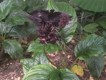 20160920台北植物園