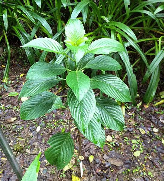 20131229台北植物園_2