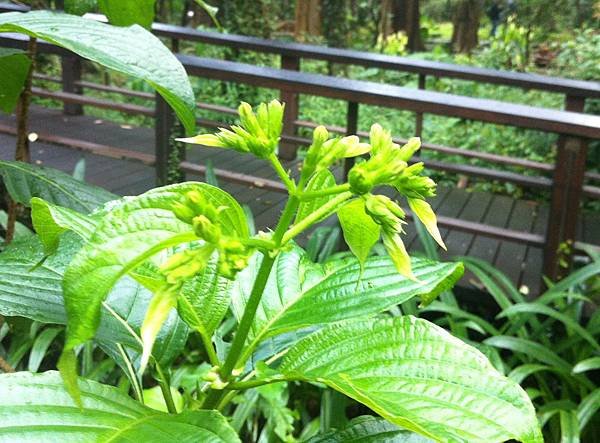 20160103台北植物園